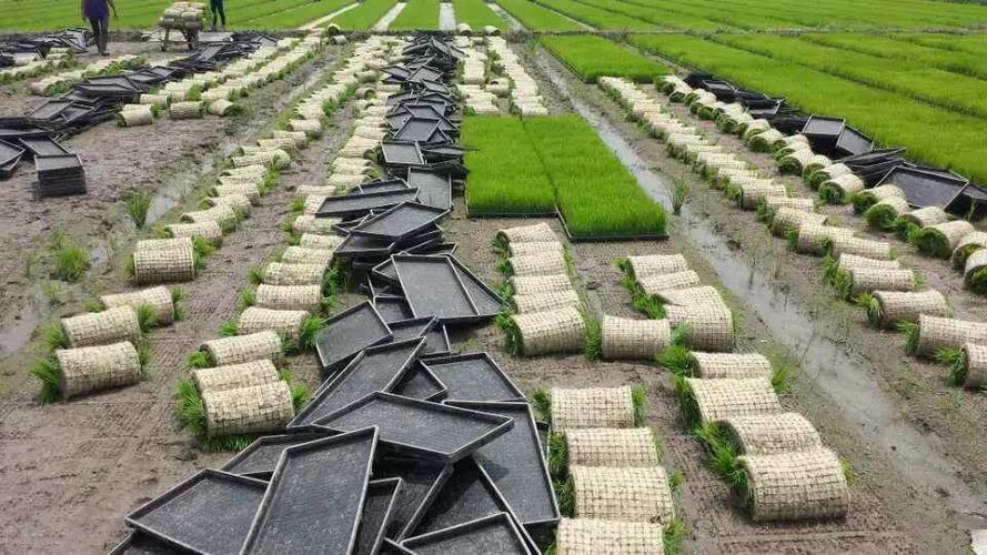 40斤袋水稻育苗基质机插秧育秧基质厂家承诺绝不烧苗