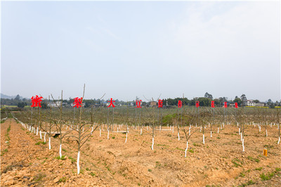 广安岳池县:大力发展现代农业 开启乡村振兴新篇章